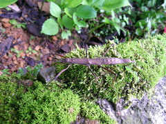 Pygirhynchus vigilans