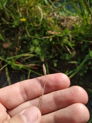 Alopecurus geniculatus