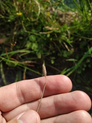 Alopecurus geniculatus