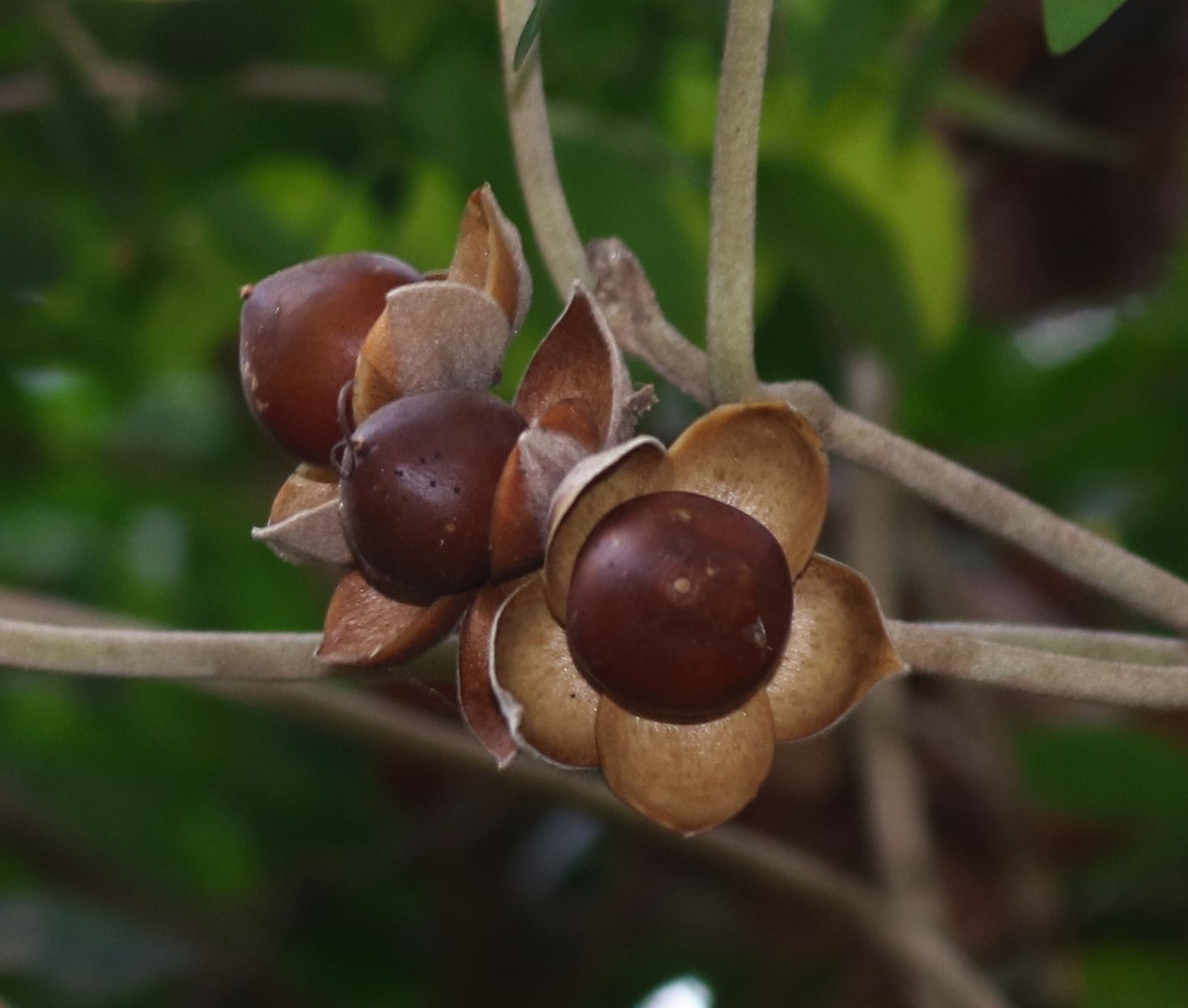 Pansaar - Elephant Creeper سمندر سوگھ Samandar Shokh (Hawaiian Baby  Woodrose) is a plant from the Convolvulaceae family it also knows as  Elephant Creeper, silky elephant glory, woolly morning glory. It is