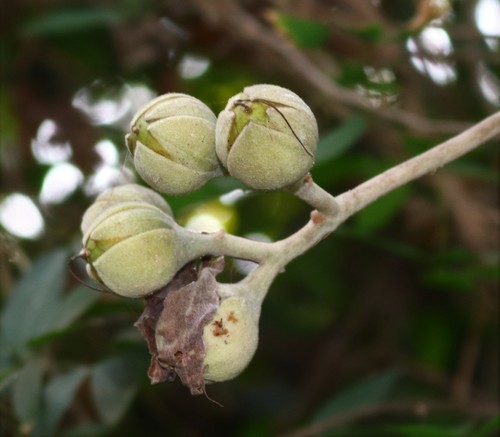 Argyreia nervosa