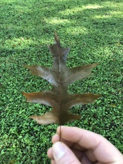 Quercus palustris