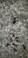 Atta insularis