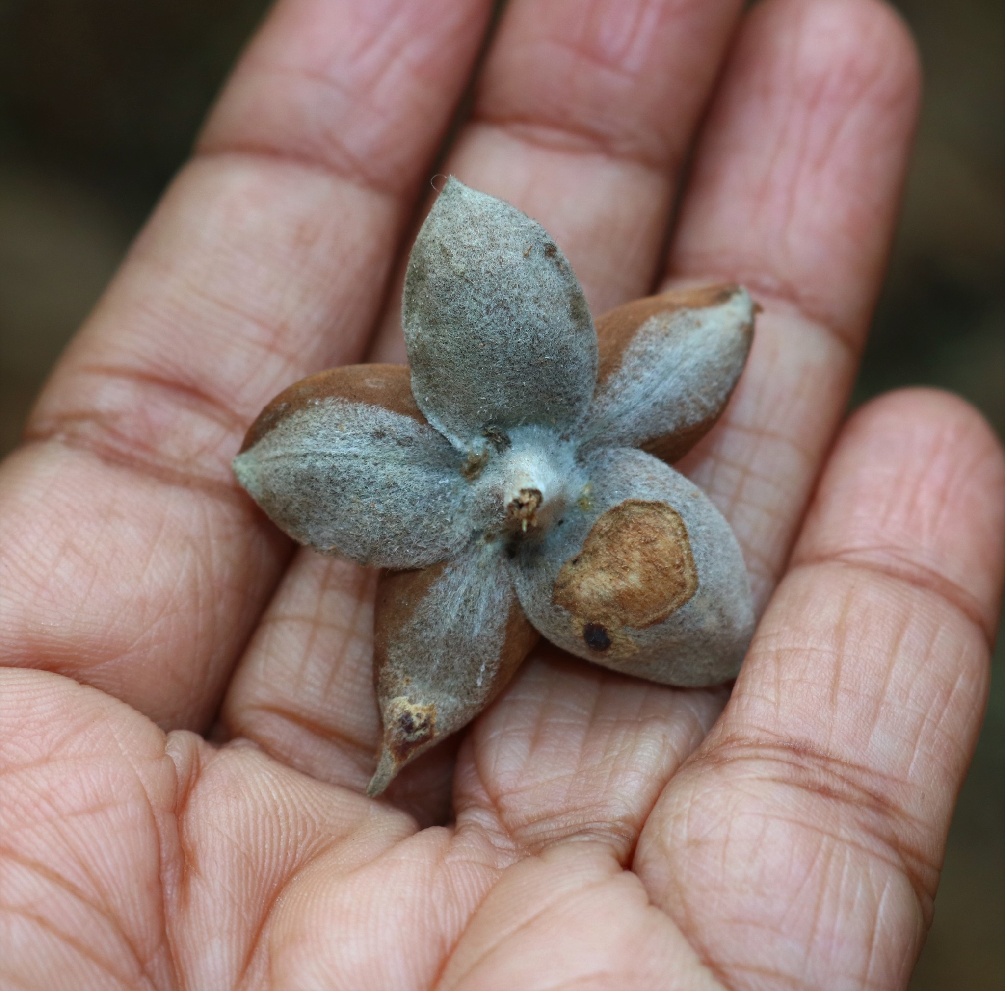 Pansaar - Elephant Creeper سمندر سوگھ Samandar Shokh (Hawaiian Baby  Woodrose) is a plant from the Convolvulaceae family it also knows as  Elephant Creeper, silky elephant glory, woolly morning glory. It is