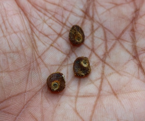 Argyreia nervosa