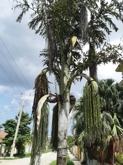 Caryota urens