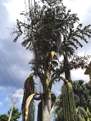 Caryota urens