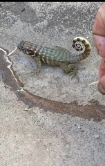 Leiocephalus carinatus
