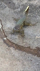 Leiocephalus carinatus
