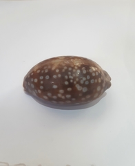 Macrocypraea zebra