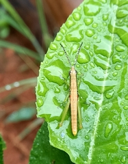 Neorthacris