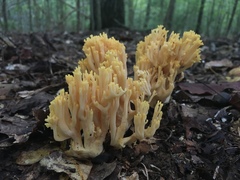 Ramaria flava