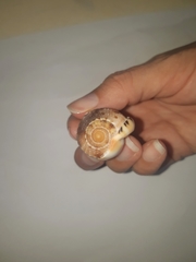 Cypraecassis testiculus