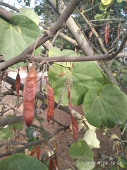Cercis siliquastrum