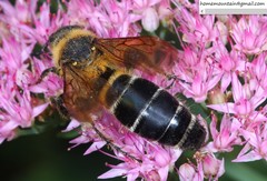 Megacampsomeris prismatica