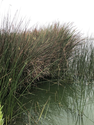 iNaturalist observation photo of California bulrush