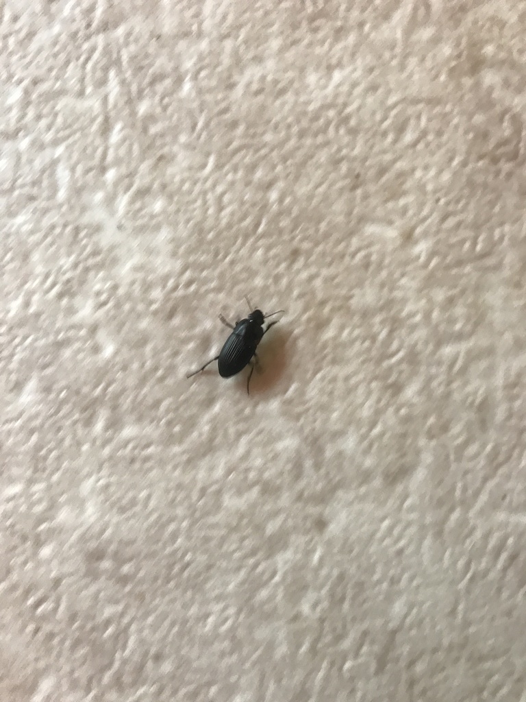 Anisodactylus from Campus Dr, Central, SC, US on September 29, 2020 at