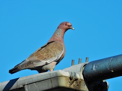 Patagioenas picazuro