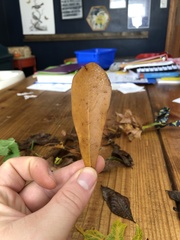 Magnoliopsida