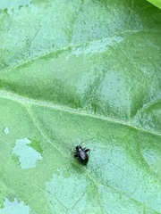 Halticini