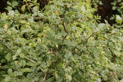 Quercus baloot