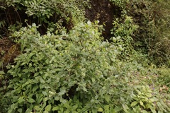 Quercus baloot