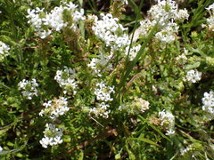 Dischisma ciliatum erinoides