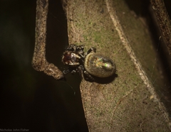 Paraphilaeus daemeli