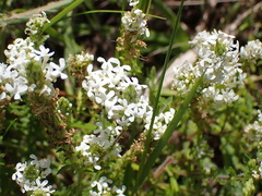 Dischisma ciliatum erinoides