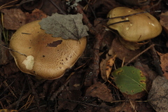 Tricholoma frondosae