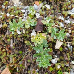Lotus corniculatus