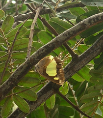 Polyura agraria
