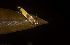 Labdia deliciosella