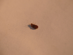 Stegobium