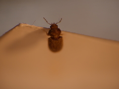 Stegobium
