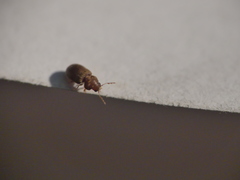 Stegobium