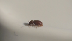 Stegobium