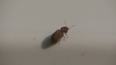 Stegobium
