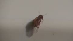 Stegobium