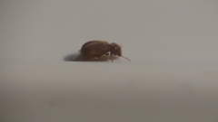 Stegobium