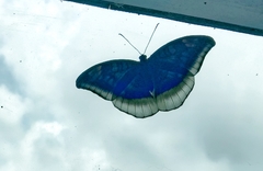 Adoliadini