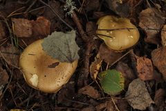 Tricholoma frondosae