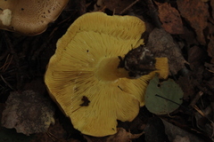 Tricholoma frondosae