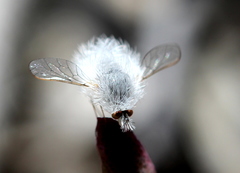 Australoechus minusculus