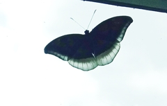 Adoliadini