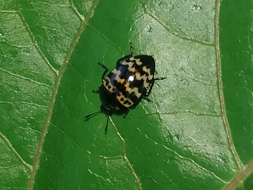 Iphiclus brongniarti