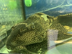 Pterygoplichthys gibbiceps