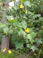 Liriodendron tulipifera