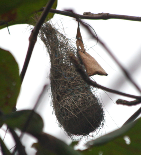 Cacicus cela