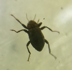 Elmidae